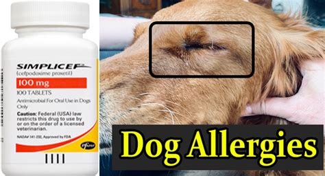 Simplicef For Dog Allergies Cefpodoxime For Allergies Antibiotics