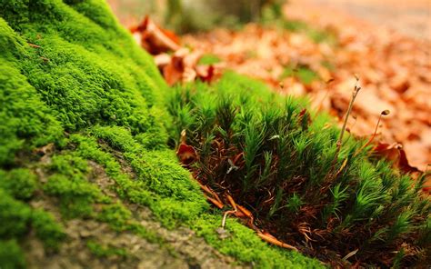 Macro Moss Wallpapers Hd Desktop And Mobile Backgrounds