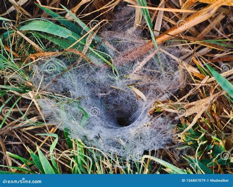 Funnel Web Spider Web Stock Image Image Of Wildlife 156807079