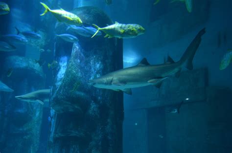 Sea Life London Aquarium London City Centre Holiday Accommodation