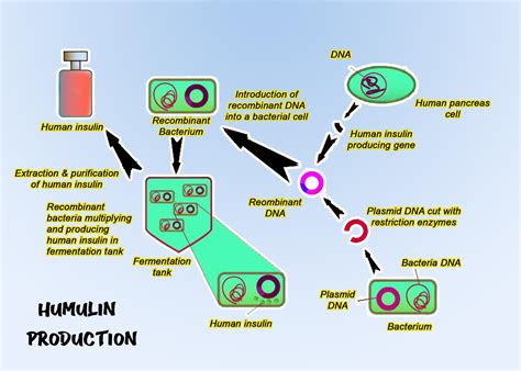 Transfection Of Mammalian Cells Methods And Advantages