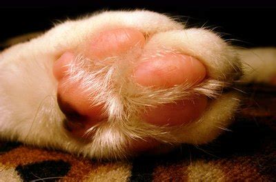 Your cat may cry after suffering from this injury. Cat Toenail Infections - Pets