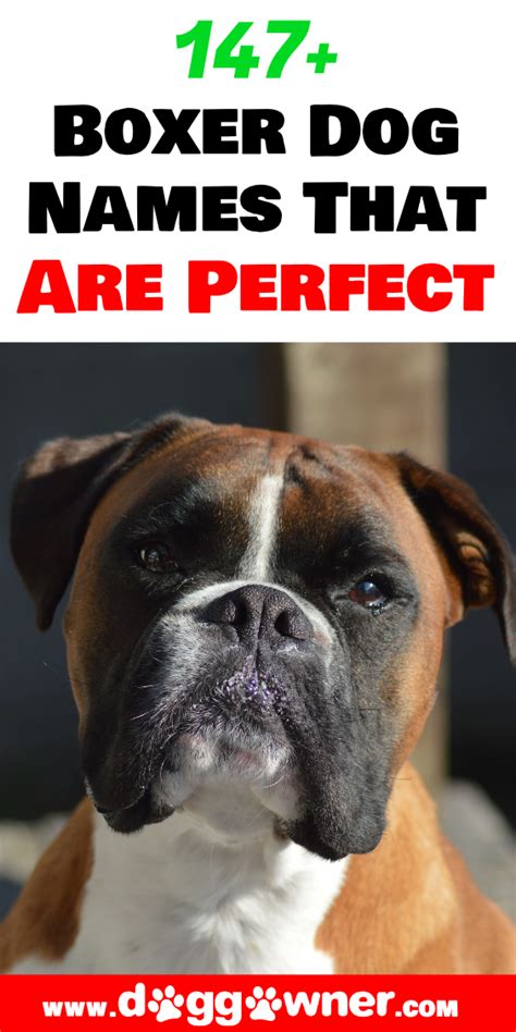 147 Boxer Dog Names That Are Absolutely Perfect Boxer Dog Names Dog