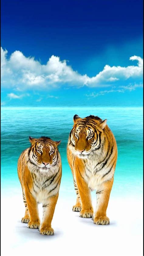 Download Tigers Wallpaper By Georgekev D2 Free On