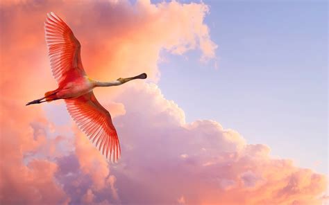 Wallpaper Id 64239 Pelican Birds Pink Sky Wings Flying Free