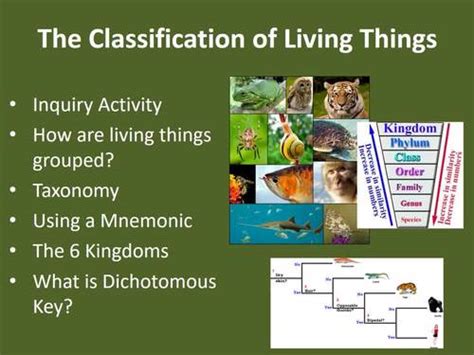 The Classification Of Living Things Biology Lesson And Web Quest Package