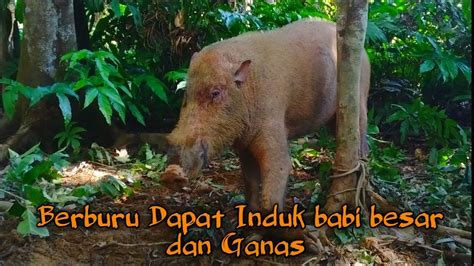 Menumpaskan babi besar hanya menggunakan batu sungai dan mandau/parang tags: Berburu Babi Hutan Seru Di Musim Hujan - YouTube