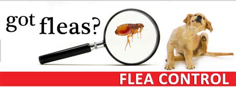What Are The Basic Of Flea Control