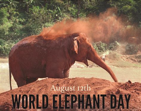 World Elephant Day | World elephant day, Elephant day, Elephant