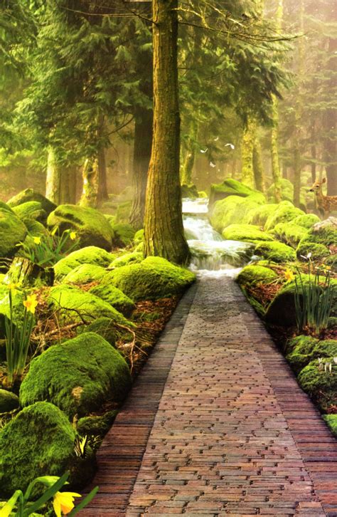 Astonishing Photos Of Paths In The Forest Top Dreamer
