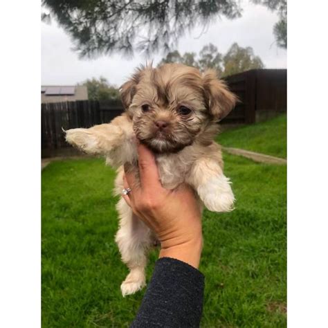 Find shih tzu puppies and breeders in your area and helpful shih tzu information. 6 Shih Tzu puppies available for sale in Sacramento ...
