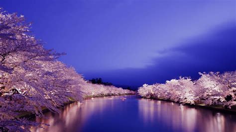 Download Enjoy The Magical Peaceful Atmosphere Of Night Time Cherry