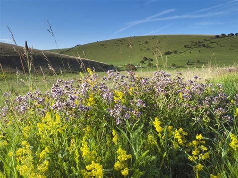 Chalk Grassland Steyning Downland Scheme