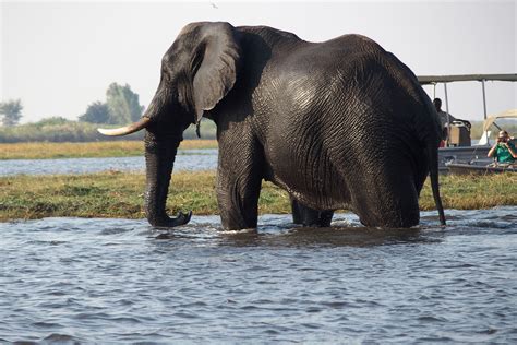 Fotos Gratis Fauna Silvestre Mamífero Botswana Safari Chobe