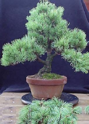 Pinus Mugo Bonsai Shefalitayal