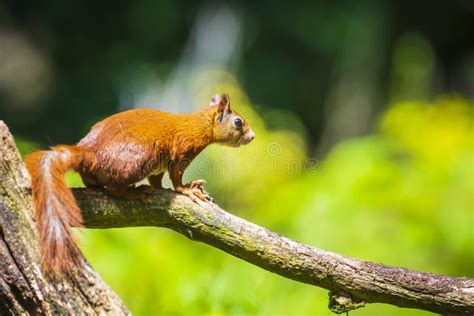 Curious Eurasian Red Squirrel Sciurus Vulgaris Running And Jumping