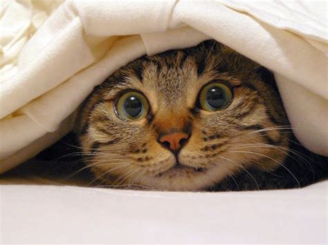 Cute Cat Hiding Under Cover Bed Sheets Cats Cute Cats Cat Hiding