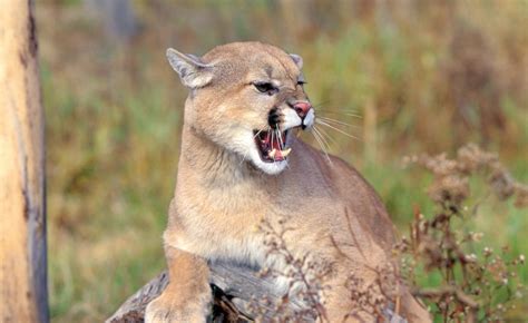 Mountain Lion Scream