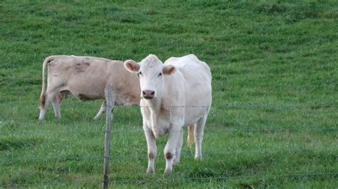 Free Stock Photo Of Animal Farming Cow Domestic Animals