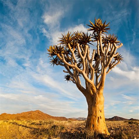 Quiver Tree Namibia By Olwen Evans Redbubble