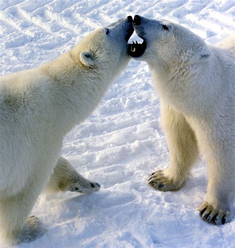 Filepolar Bears Fighting Wikimedia Commons