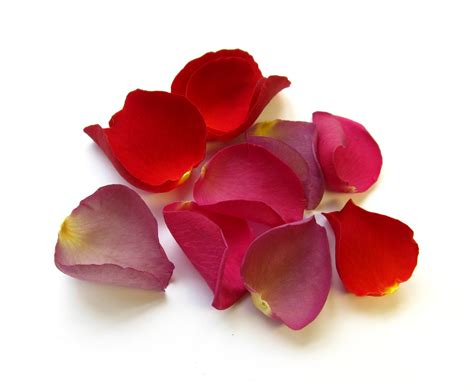 Our Beautiful World Rose Petals