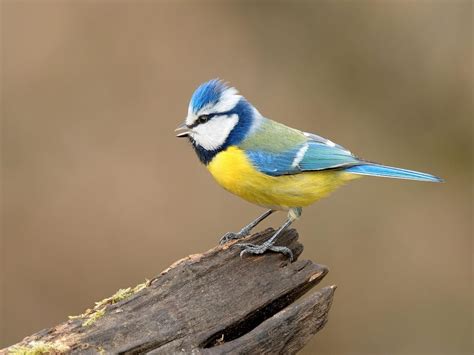What Do Blue Tits Eat Complete Guide Bird Fact