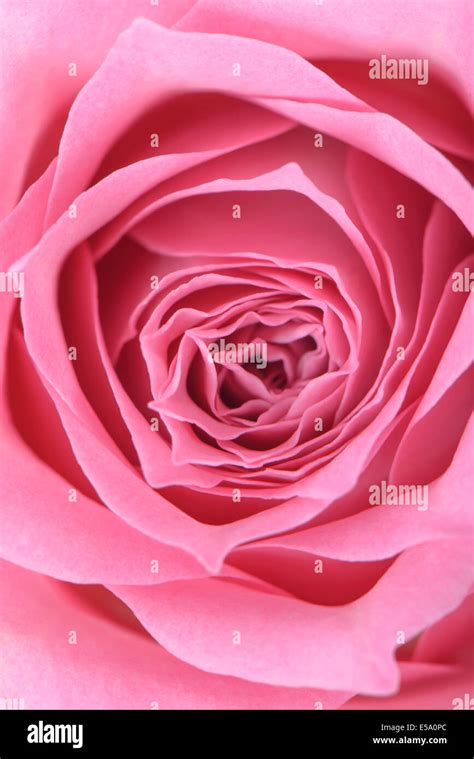 Beautiful Rose Bloom Hi Res Stock Photography And Images Alamy
