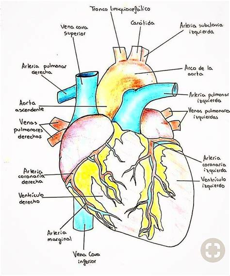 Somos Medicos On Instagram “anatomía Del Corazón Somosmedicos