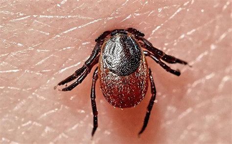 Blog What Dallas Residents Ought To Know About Ticks And Lyme Disease