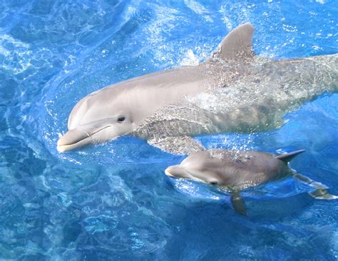 Babies And Beautiful Mom Baby Dolphins