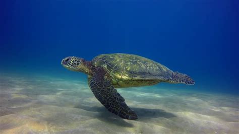 How Does A Sea Turtle Swim