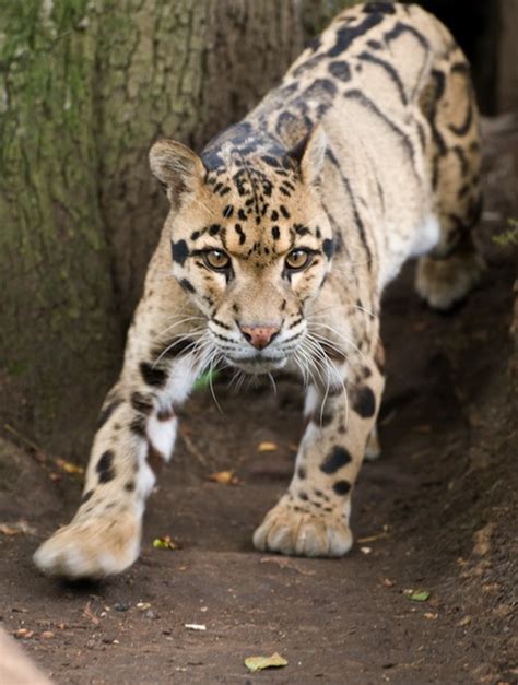 Clouded Leopard Feline Facts And Information