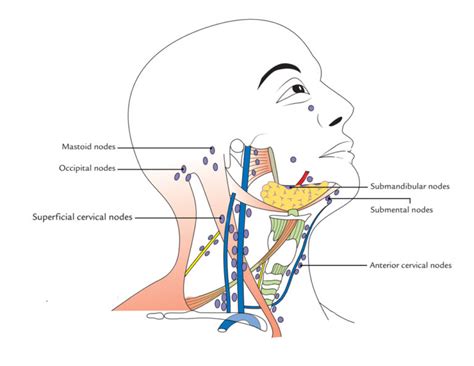 7 Levels Of Lymph Nodes In Neck Broadhoure