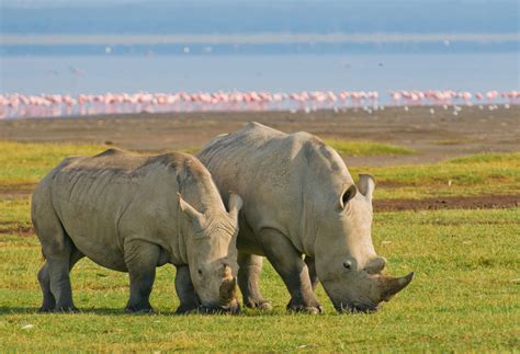 2 Days Lake Nakuru Safari Lake Nakuru National Park Kenya Safaris