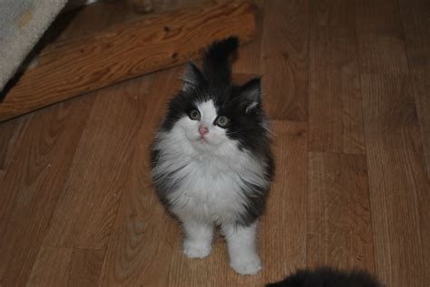 Then meet dodo adoptbot, an interactive guide for new pet parents. ~Tails from the Foster Kittens~: Kitten Glamour Shots (sorta)