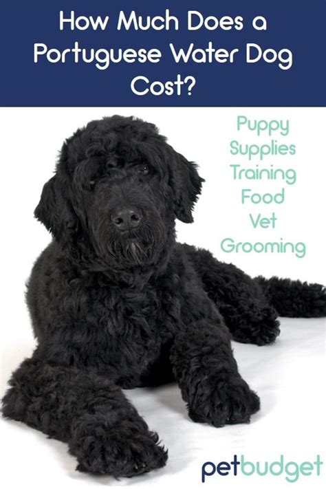 The Cost To Own A Portuguese Water Dog With Calculator Petbudget