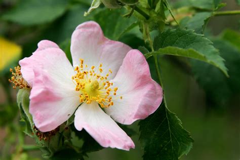 Filewild Rose Flower Wikipedia