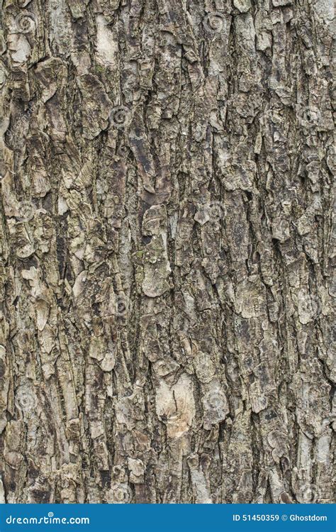 Linden Tree Bark Stock Image Image Of Moss Texture 51450359