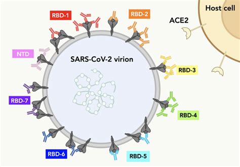 Understanding Sars Cov Antibody Binding National Institutes Of