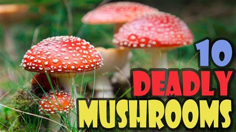 Top 10 Most Deadly Mushrooms Amazing World Youtube