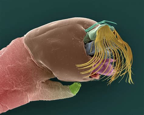 Mayfly Larva Photograph By Dennis Kunkel Microscopyscience Photo