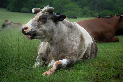 Happy Cow Cow Happy Cow Animal Sanctuary