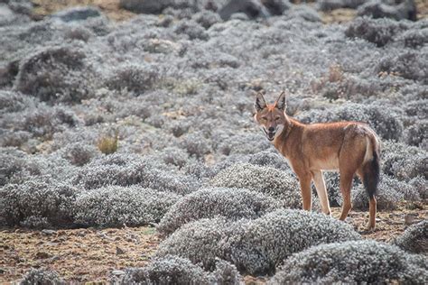Spotting The Rare Ethiopian Wolf Apex Expeditions