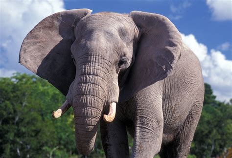 Fotos De Elefantes Hd Imágenes Y Fotos