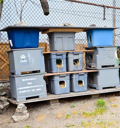 Feral Cat Shelter Photograph By Photo Researchers