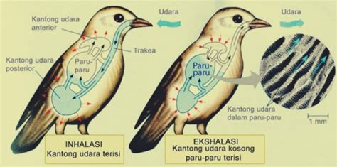 1. Sistem Informasi Manajemen Puskesmas pada Burung