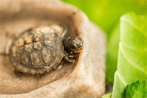 What Do Box Turtles Eat Expert Diet And Feeding Guide