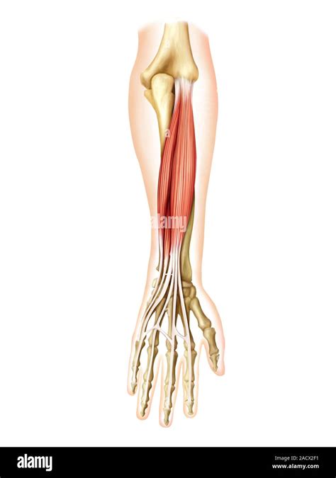 Illustration Of The Muscles Of The Forearm This Is A Posterior View Of