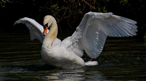 Swan Wing Outstretched Lhg Creative Photography Flickr
